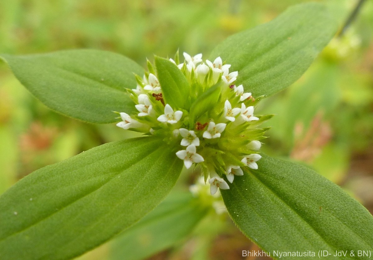 Mitracarpus hirtus (L.) DC.